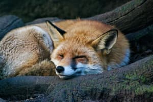 Red Foxes In Borough No Cause For Concern, Say Perkasie Police