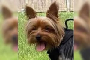 HE'S BACK: Yorkie Who Ran Off After Motorcycle Crash In Teaneck Finds Way Home To Bogota