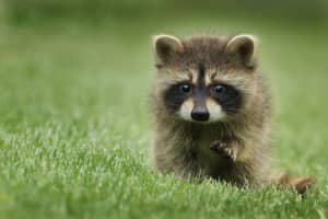 Second Sick Raccoon In Prince George's County Tests Positive For Rabies: Health Department