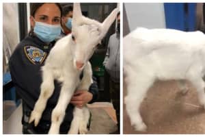 Goat Found Wandering On Side Of NYC Highway