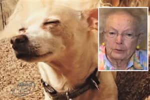 Police Urge Precautions After Coyote Kills 96-Year-Old Wyckoff Grandma's Chihuahua