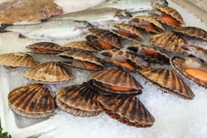 Massachusetts Scallops Sold In Stores, Restaurants Could Be Contaminated, FDA Warns