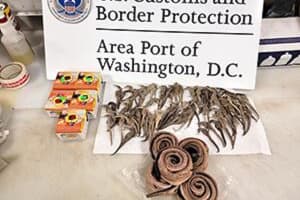 Dead Snakes, Seahorses Seized From Travelers At Washington Dulles Airport