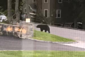 Photos: New Sighting Of Black Bear Making Rounds In Westchester