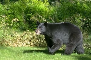 That's A Big Bear: Check Photos Of Sighting Near Ridgefield Border