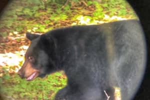 Bear Sightings On Rise In Connecticut, Newly Released Stats Show