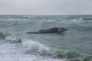 Rare 3-Year-Old Whale Found Dead On Martha’s Vineyard