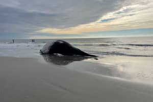 Dead Whale Washes Up On Atlantic City Beach — Again