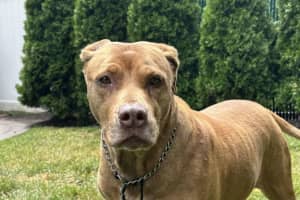 Virginia Man Convicted For Role In DMV Dog Fighting Ring