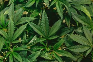New Legal Marijuana Dispensary In Farmingdale Sets Opening Date