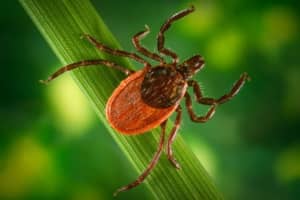 Lyme Disease Warning Issued By CT Department Of Health