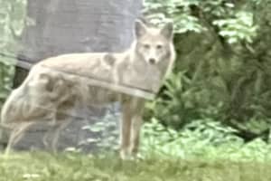Coyote Captured In Delco, Others Sought: Authorities