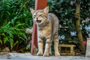 Rabid Cat: Residents In Region Being Treated After Being In Contact With Infected Animal
