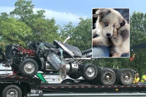 FOUND! Dog Who Fled Horrific Route 287 Dump Truck Rollover Turns Up The Next Day