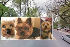 RETURNED! Women Who Took Yorkie Terrier Off Leonia Street Bring Him Back A Day Later