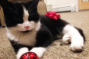 Have You Seen This Tuxedo Kitty Wandering Paramus?