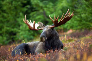 Moose Sighting: Drivers Beware, Say State Wildlife Officials