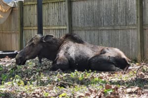 VIDEO: Transient Moose Relocated Out Of Schenectady
