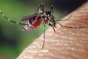 First Positive Human West Nile Virus Case Confirmed In New Rochelle