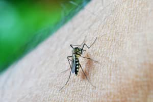 First West Nile Virus-Positive Mosquitoes Reported In Four Pennsylvania Counties
