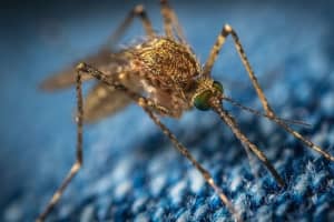 NJ Man Infected With Rare Mosquito-Borne Virus