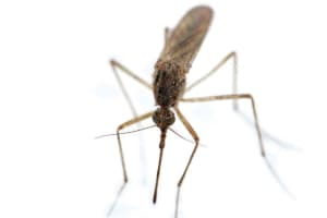 First West Nile Case Confirmed In Rockland