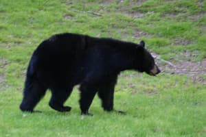 Bear Spotted Near Playground, Park In Dutchess