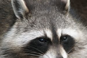 Raccoons Infected With Rabies Found In Two Separate Maryland Towns, Health Officials Say