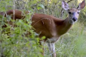 This Orange County Town Ranks Among Highest For Most Deer Taken In NY