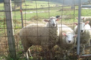 $1,000 Reward: Who Killed Harding Sheep?