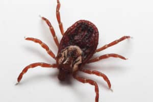 Tick-Borne Infections Can Resemble Same Symptoms As COVID-19