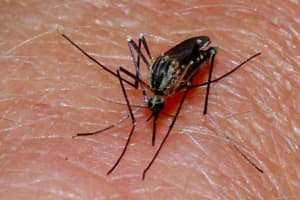 Mosquitoes Test Positive For Serious But Rare EEE Virus In Berkeley Heights