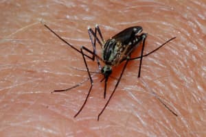 New Suffolk Mosquito Samples Test Positive For West Nile