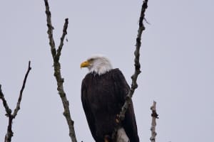 Flying High Now: Bald Eagles Making Comeback In NY
