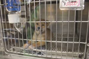 Bill Banning Sale Of Dogs, Cats, Rabbits In Springfield Awaits Mayor's Signature