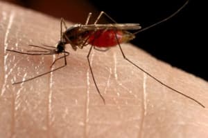 Mosquitoes Test Positive For West Nile Virus In Suffolk