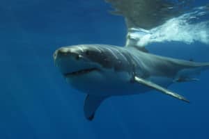 'It Violently Turned At Me': Shark Scares Surfers Off Cape Cod Coast