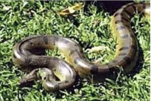 9-Foot Anaconda Snake Found After Escaping From Long Island Breeder