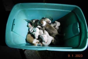 Duo Nabbed For Neglecting 19 Puppies In Car In Wyandanch, Police Say