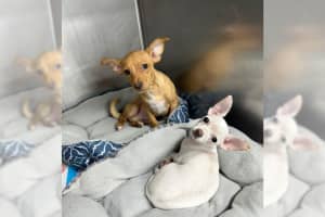 Cocaine Chihuahuas: Port Jefferson Station Man Arrested, Allegedly Drugged Puppies, SPCA Says