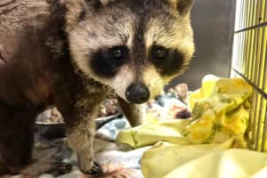 'She Fought Until End': Raccoon Dies After Being Set On Fire In Quincy