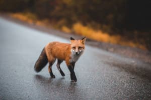 Rabid Fox Warning Issued In Cumberland County By PA Game Commission