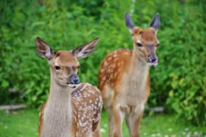 Deer Crashes On Rise In CT: Here Are Towns With Most Past Collisions