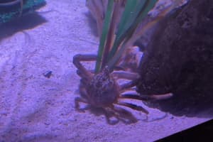 NJ Aquarium's Sports-Loving Crab To Be Named After Super Bowl-Winning QB