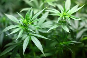 Maryland Legalizes Recreational Marijuana