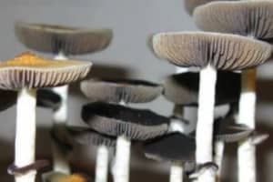 Nearly 2 Kilos Of Mushrooms Seized In Massive Lehigh Drug Raid: Troopers