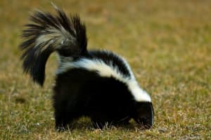 Rabid Skunk Found In Haddonfield