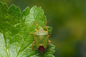 'Tis The Season: How To Get Rid Of Stink Bugs