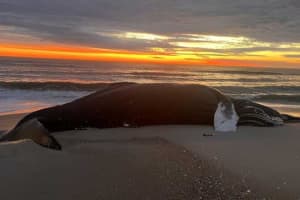 Dead Whale Washes Up On Assateague Island National Seashore
