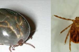 Bergen County's First Longhorned Tick Found On Emerson Golf Course